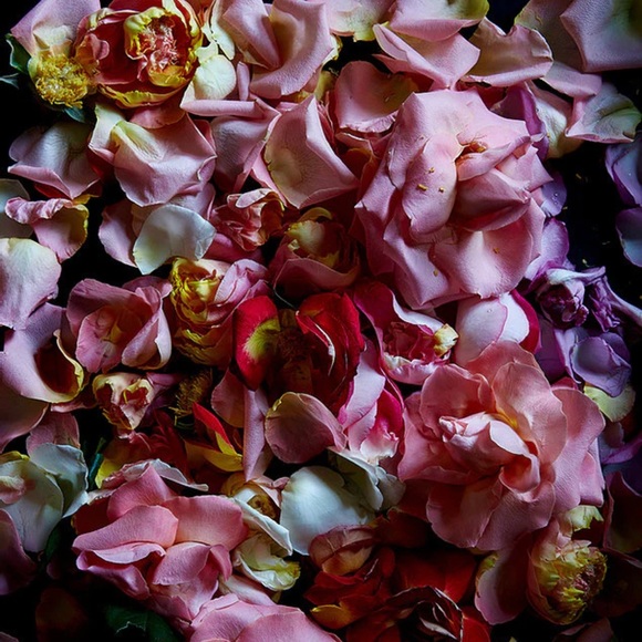 COQUI COQUI Perfume ROSAS FRESCAS - Picture 2 of 5